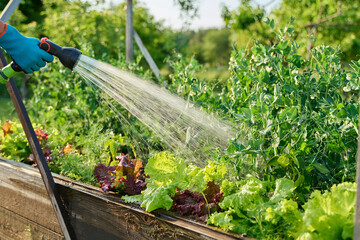 Close up of hand with hose watering plants of vegetables and herbs on raised garden bed