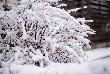 Heavy Snow on Berry Bush Branches.  A dense bush is heavily blanketed in pristine white snow, with...