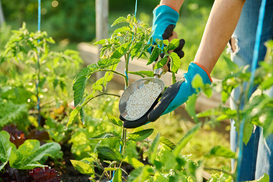 Close up of mineral fertilizers in hands, fertilizing tomato plant
