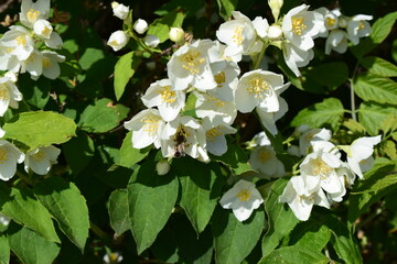 Delicate White Jasmine Flowers in Full Bloom