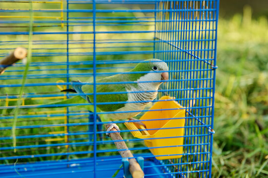 Close-up of green monk quaker parrot in cage