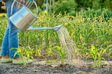 Gardener with watering can in hands watering young corn plants