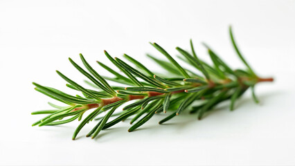 Single rosemary sprig isolated on a white background for culinary, botanical, or educational use. For herb identification and ingredient reference.
