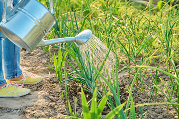 Gardener with watering can in hands watering green onion plants