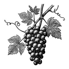 Obraz premium Vitis Candicans Wild Vines Grapes Bunch with Leaves Black and White Outline Line Art Drawing Vintage Style