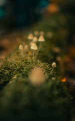green moss and mushroom on the tree