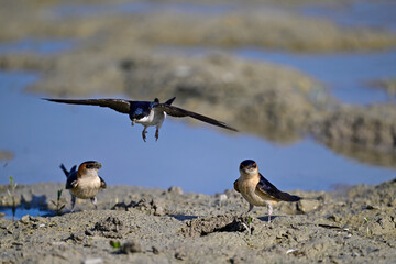 Mehlschwalbe und Rötelschwalbe sammeln Schlamm als Nistmaterial // Western House martin and red-rumped swallows