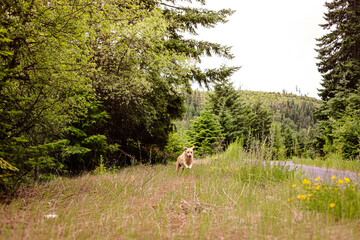 A moment of pure joy. A yellow lab frolics in the wildflowers of the Pacific Northwest woods - you...