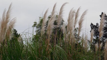 Ornamental white pampas grass plumes softly waving in the breeze, creating a tranquil atmosphere in a peaceful park setting, with green trees in the background under a cloudy sky - Powered by Adobe