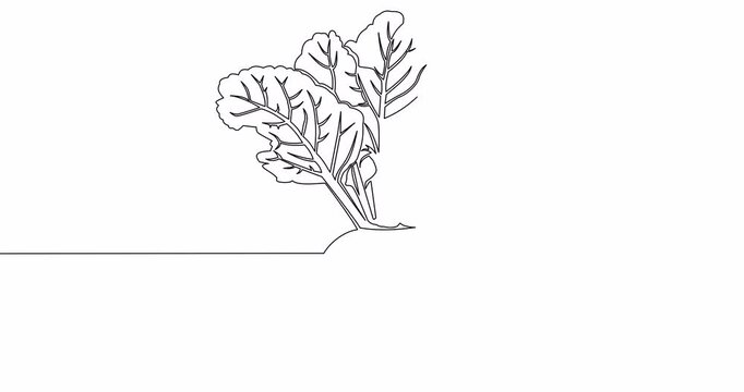 Self drawing line animation whole healthy organic beetroot fresh garden beet plant vegetable continuous one single line drawn concept video