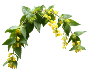 Countryside Decor Featuring Yellow Archangel Blooms