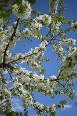Serene Spring Scene with Vibrant Blossoms