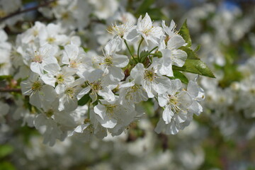 Delicate White Cherry Blossoms in Serene Spring
