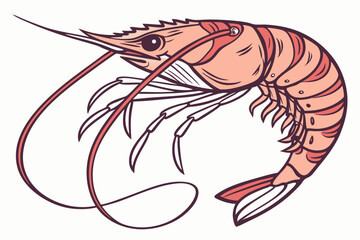 vector illustration of shrimp