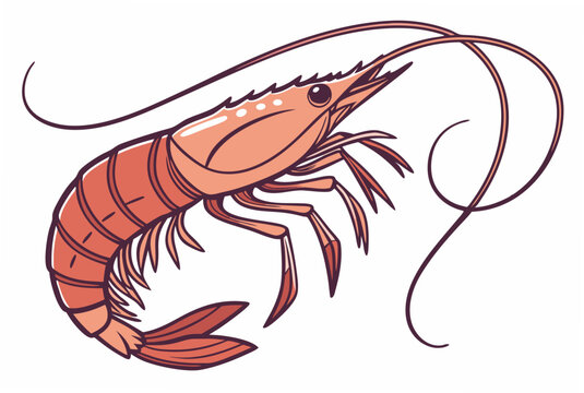 shrimp vector illustration