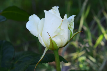A white rose in the process of blooming, with partially open petals. Delicate Bloom in Soft Green