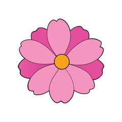 Colorful pink cosmos flower vector illustration