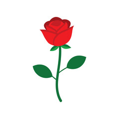 Red rose flower with green leaves vector illustration