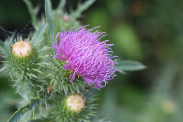 A thistle flower with purple petals and still closed buds. Purple Thistle in Sharp Focus