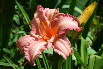 Sunlit Pink Daylily with Yellow Stamens
