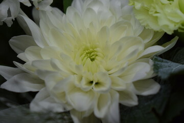 Delicate Details of White Chrysanthemum and Foliage
