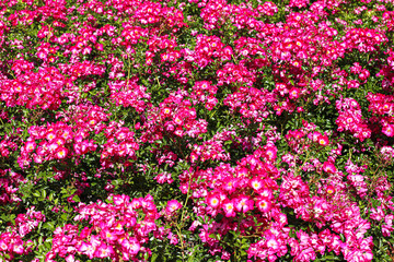 Bright pink blooming flowers in full sunlight. Colorful natural background of vibrant petals. Decorative garden plants growing outdoors in spring. Beauty of blooming nature closeup.