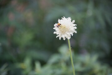 Bee on Scabiosa flower. Isolated on diffuse green background.
