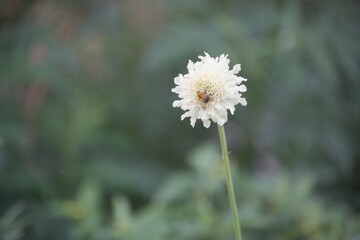 Bee on Scabiosa flower. Isolated on diffuse green background.