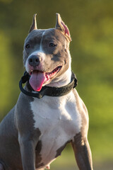 A beautiful purebred American Pit Bull Terrier plays in a spring field.