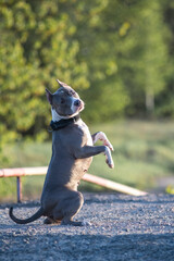 A beautiful purebred American Pit Bull Terrier plays in a spring field.