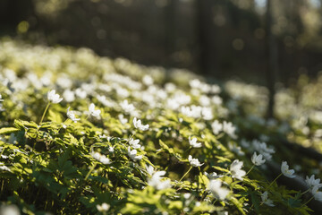Peaceful springtime scenes captured in Meilahden Arboretum, Helsinki, Finland. Blooming wildflowers...