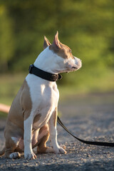 A beautiful purebred American Pit Bull Terrier plays in a spring field.
