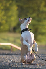 A beautiful purebred American Pit Bull Terrier plays in a spring field.