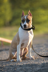 A beautiful purebred American Pit Bull Terrier plays in a spring field.