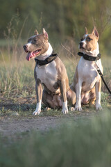 A beautiful purebred American Pit Bull Terrier plays in a spring field.