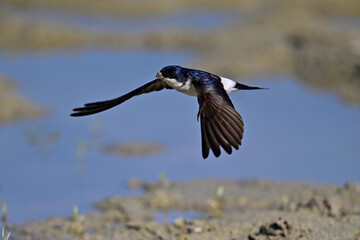 fliegende Mehlschwalbe // flying house martin (Delichon urbicum)