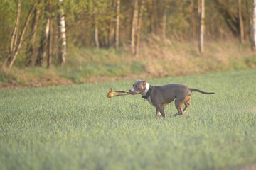 A beautiful purebred American Pit Bull Terrier plays in a spring field.