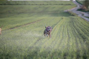 A beautiful purebred American Pit Bull Terrier plays in a spring field.