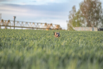 A beautiful purebred American Pit Bull Terrier plays in a spring field.