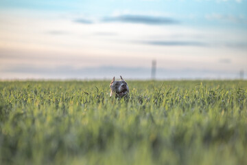 A beautiful purebred American Pit Bull Terrier plays in a spring field.