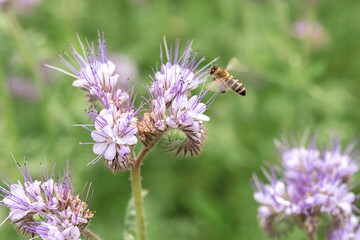 A honey bee collects nectar on a phacelia flower. Bee with phacelia flower in the summer- phacelia honey - bee collects nectar.