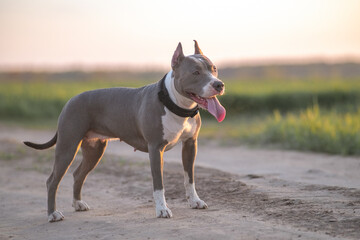 A beautiful purebred American Pit Bull Terrier plays in a spring field.