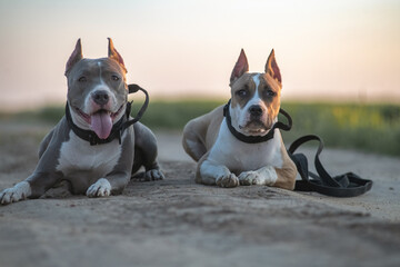 A beautiful purebred American Pit Bull Terrier plays in a spring field.