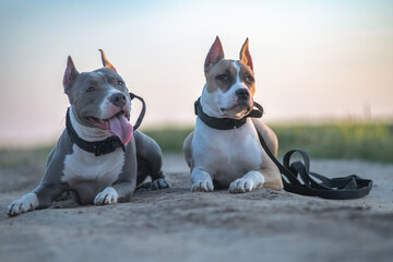 A beautiful purebred American Pit Bull Terrier plays in a spring field.