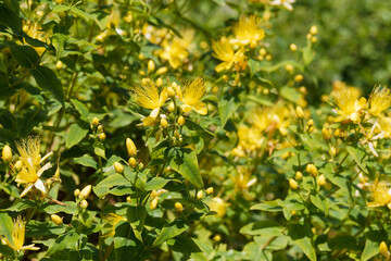 Hypericum x inodorum - Tall tutsan or tall St John's wort. Shrub producing golden-yellow flowers...