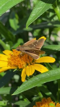 Closeup of Skipper butterfly (possibly Pelopidas mathias) with brown wings and white spots, perched on a vibrant green leaf.