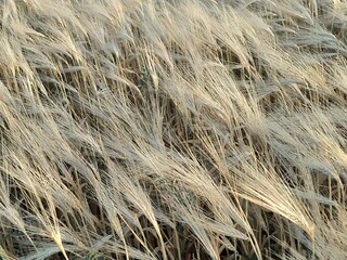 dry grass background