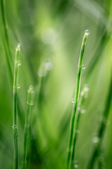 Tautropfen auf Grashalmen im Makroformat, mit unscharfem grünem Hintergrund
