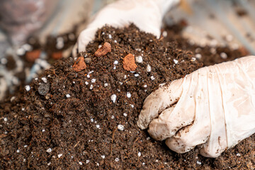 Hand in glove holding organic potting soil with perlite and clay, gardening mix for indoor plants,...