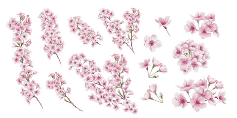 Set of blossom tree branches. Pink cherry blossoms. Sakura. Branches with leaves and stems. Spring trees. Watercolor illustration isolated from background. Hand drawn. Template and decor.